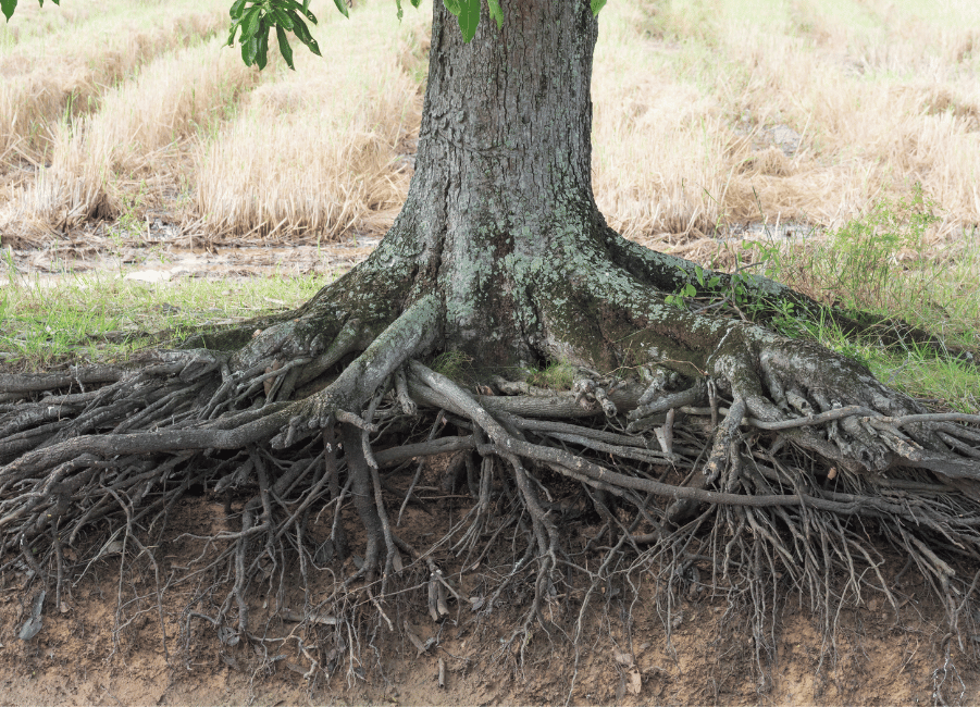 Wurzelholz und Stammabfälle entsorgen